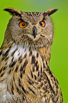 Eurasian Eagle-Owl (Bubo bubo), North Rhine-Westphalia, Germany