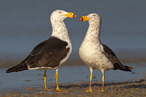 Pacific Gull (Larus pacificus) pair, Melbourne, Australia