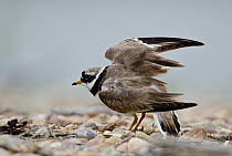 Common Ringed Plover (Charadrius hiaticula) stretching, Schleswig-Holstein, Germany