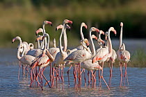 European Flamingo (Phoenicopterus roseus) flock, Camargue, France