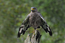 Crested Serpent-Eagle (Spilornis cheela) drying off, India