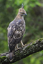 Changeable Hawk-Eagle (Spizaetus cirrhatus), India