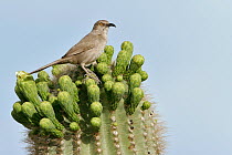 Curve-billed Thrasher (Toxostoma curvirostre) in cactus, Arizona