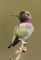 Anna's Hummingbird (Calypte anna), British Columbia, Canada
