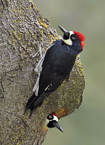 Acorn Woodpecker (Melanerpes formicivorus) pair at nest cavity, Arizona