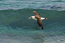 Laysan Albatross (Phoebastria immutabilis) flying over ocean, Hawaii