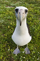 Laysan Albatross (Phoebastria immutabilis) portrait, Hawaii