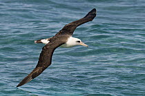 Laysan Albatross (Phoebastria immutabilis) flying, Hawaii