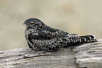 Common Nighthawk (Chordeiles minor), Texas