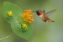 Rufous Hummingbird (Selasphorus rufus) male feeding on flower nectar, British Columbia, Canada
