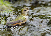 Rufous Hummingbird (Selasphorus rufus) female bathing, British Columbia, Canada