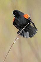 Red-winged Blackbird (Agelaius phoeniceus) male calling, British Columbia, Canada