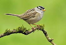 White-crowned Sparrow (Zonotrichia leucophrys), British Columbia, Canada