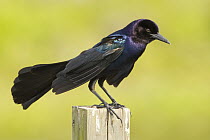 Boat-tailed Grackle (Quiscalus major) male, Florida