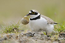 Little Ringed Plover (Charadrius dubius) parent removing egg shell from nest, North Rhine-Westphalia, Germany