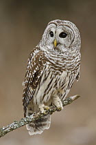 Barred Owl (Strix varia), Ontario, Canada