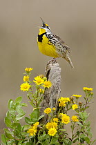 Eastern Meadowlark (Sturnella magna) calling, Texas