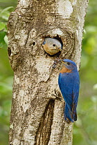 Eastern Bluebird (Sialia sialis) parent with fledgling at nest cavity, Texas