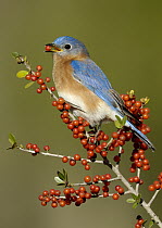 Eastern Bluebird (Sialia sialis) feeding on berries, Texas