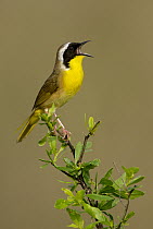 Common Yellowthroat (Geothlypis trichas) calling, Texas