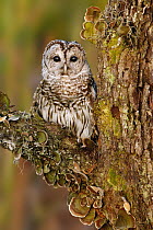 Barred Owl (Strix varia), Florida