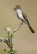 Ash-throated Flycatcher (Myiarchus cinerascens) calling, Texas