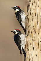 Acorn Woodpecker (Melanerpes formicivorus) pair, Arizona