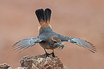Red-rumped Wheatear (Oenanthe moesta) female displaying with nesting material, Morocco