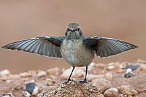 Red-rumped Wheatear (Oenanthe moesta) female displaying, Morocco