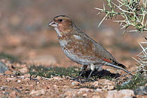 Crimson-winged Finch (Rhodopechys sanguinea), Morocco