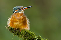 Common Kingfisher (Alcedo atthis) fluffing itself up, Asturias, Spain