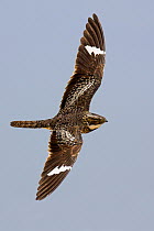 Common Nighthawk (Chordeiles minor) flying, Texas