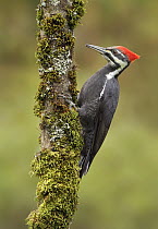 Pileated Woodpecker (Dryocopus pileatus), British Columbia, Canada