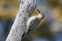 Red-bellied Woodpecker (Melanerpes carolinus) female, Florida