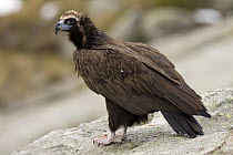 Eurasian Black Vulture (Aegypius monachus), Madrid, Spain