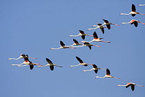 Greater Flamingo (Phoenicopterus ruber) flock flying, Andalusia, Spain