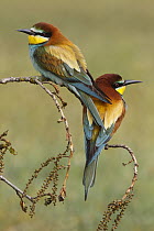 European Bee-eater (Merops apiaster) pair, Spain
