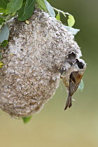 Eurasian Penduline-Tit (Remiz pendulinus) male at nest, Spain