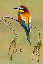European Bee-eater (Merops apiaster), Spain