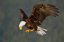 Bald Eagle (Haliaeetus leucocephalus) flying, British Columbia, Canada