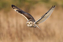 Short-eared Owl (Asio flammeus) flying, British Columbia, Canada