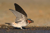 American Cliff Swallow (Petrochelidon pyrrhonota) collecting mud for nest, Wyoming