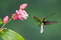 Coppery-headed Emerald (Elvira cupreiceps) hummingbird feeding on flower nectar, Costa Rica
