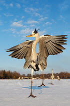 Grey Heron (Ardea cinerea) spreading wings on frozen lake, Berlin, Germany