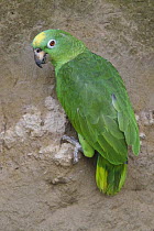 Yellow-crowned Parrot (Amazona ochrocephala), Ecuador