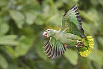 Mealy Parrot (Amazona farinosa) flying, Ecuador