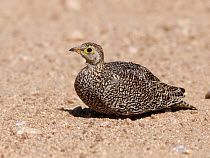 Double-banded Sandgrouse (Pterocles bicinctus), South Africa