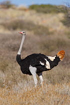 Ostrich (Struthio camelus) male, Northern Cape, South Africa