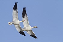 Snow Goose (Chen caerulescens) pair flying, New Mexico