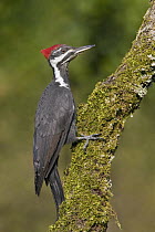 Pileated Woodpecker (Dryocopus pileatus) male, British Columbia, Canada